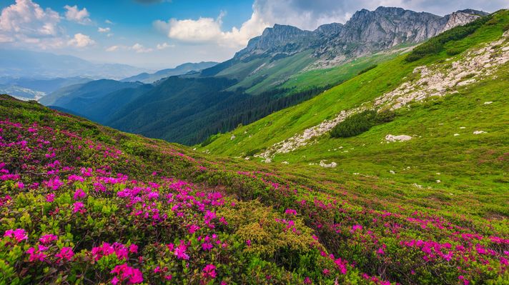 Alpine pink rhododendron flowers in the mountains, Bucegi, Carpathians, Rom