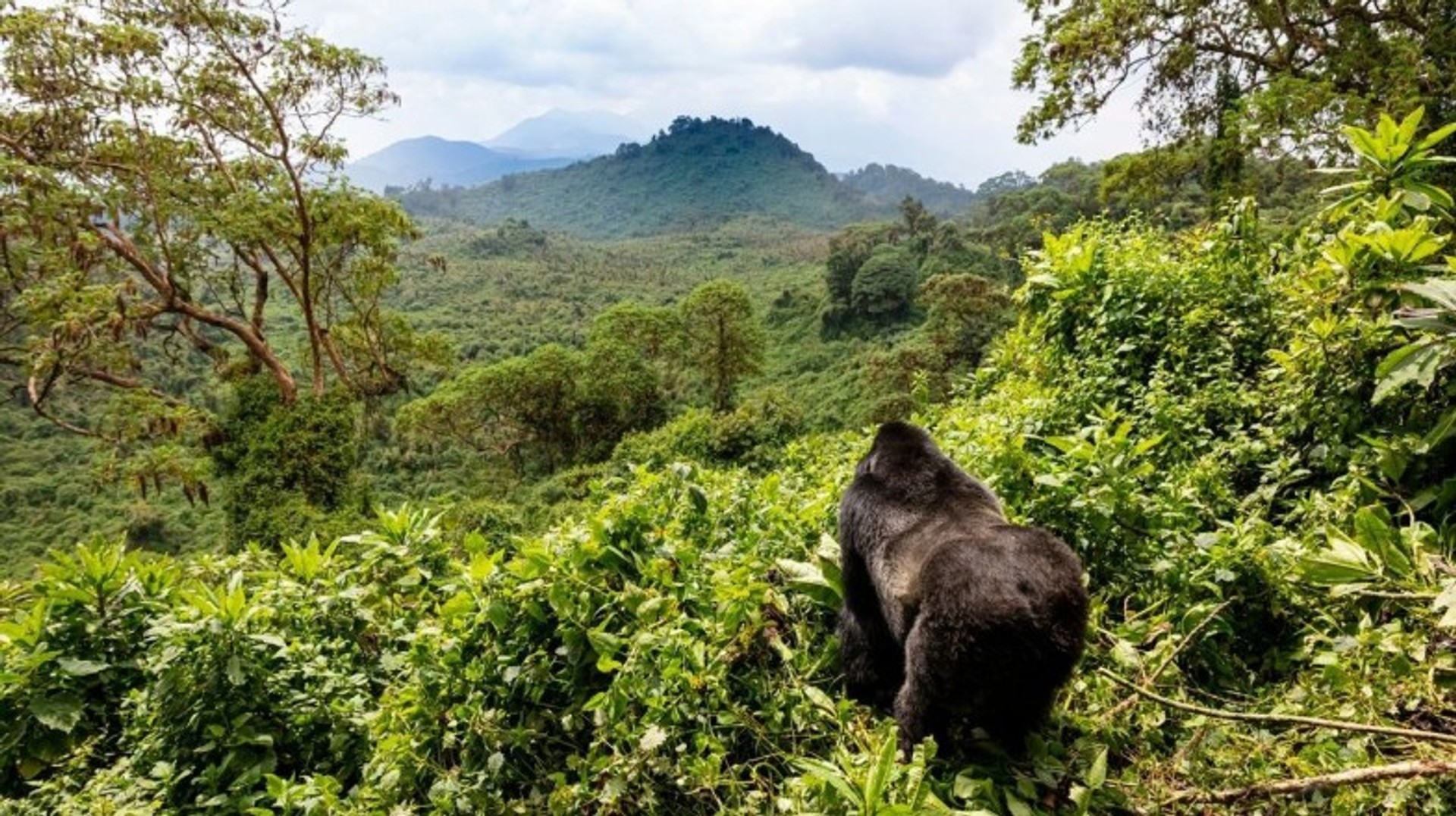 Join a gorilla tracking expedition during your two weeks in Rwanda.