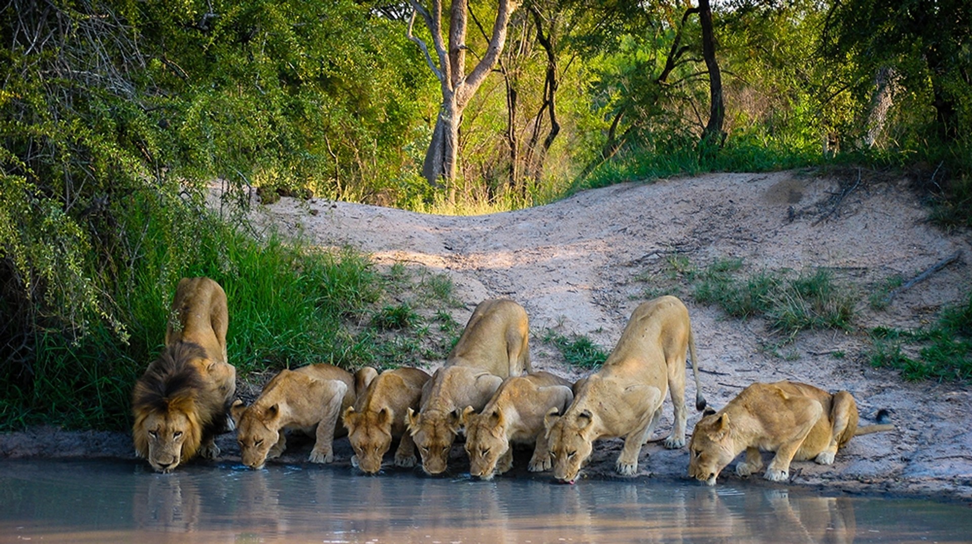 A pride of lions seen in a South African National Park South Africa is one of the continent’s pre-eminent safari destinations, and while catching sight of some of Africa’s most distinctive wildlife in its natural habit