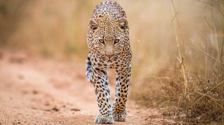 Leopard is one of the Big five animals