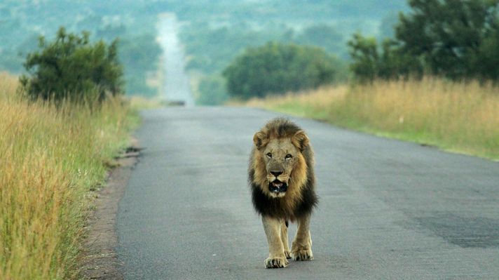 A lion at Pilanesberg National Park
