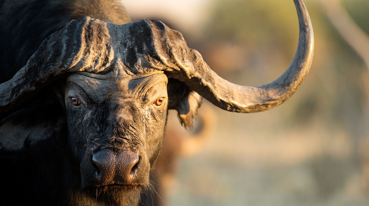 Cape Buffaloes are one of the big five animals in Africa