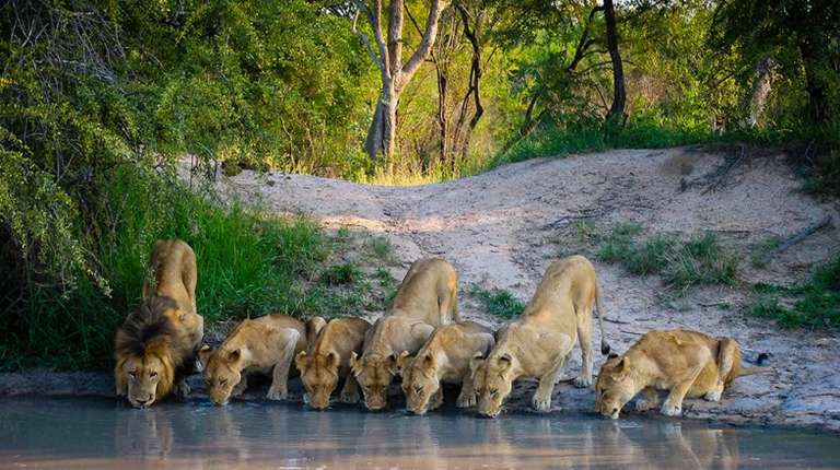 South Africa is one of the continent’s pre-eminent safari destinations, and while catching sight of some of Africa’s most distinctive wildlife in its natural habit