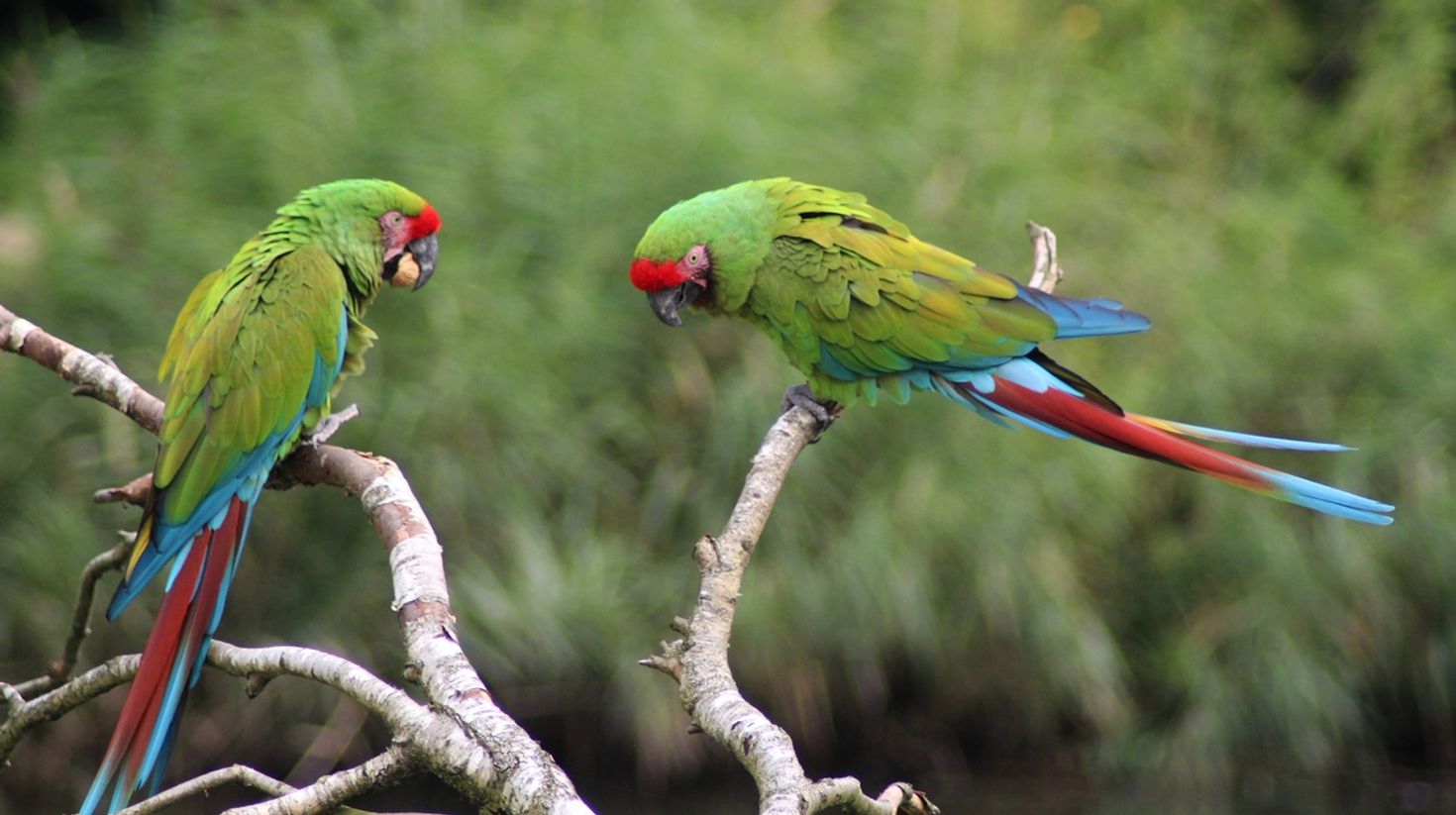 Sarapiqui is home to the endangered green macaw