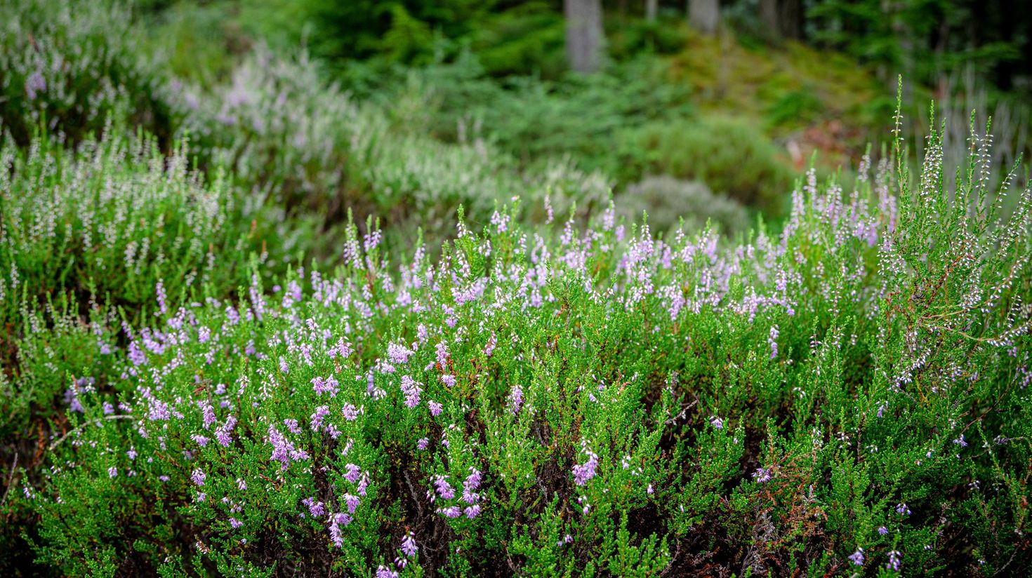 Flowers of spring bloom in Trossachs National Park in Scotland in April.