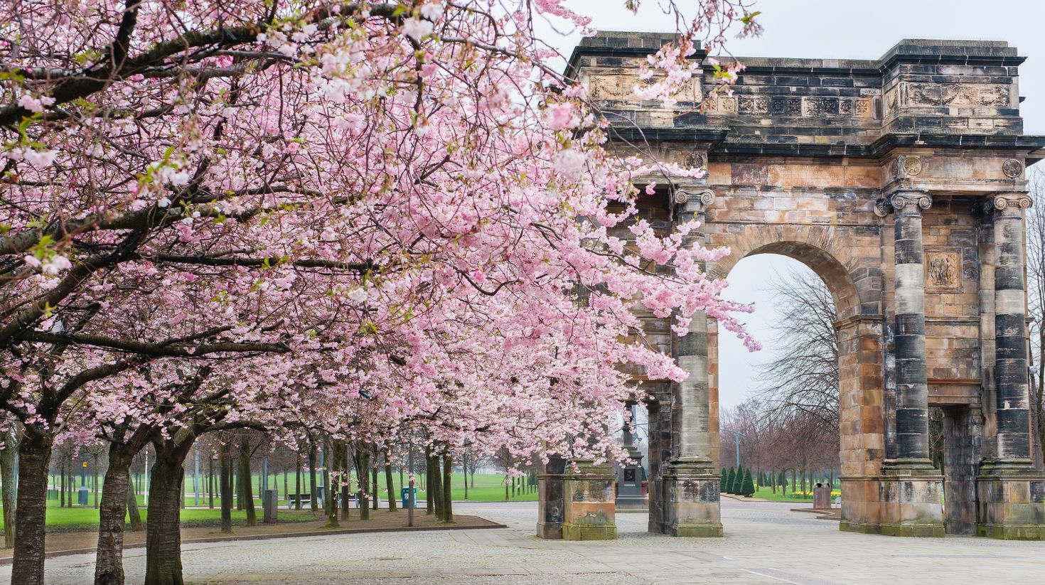 Watch the plum blossom in Glasgow in Scotland in April.