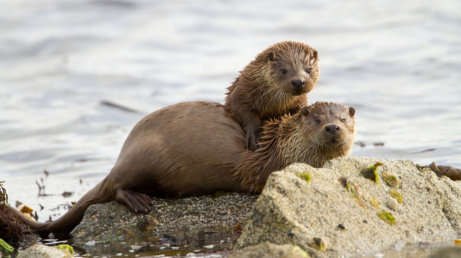 Spot mother with a cub otters like this in Scotland in April.
