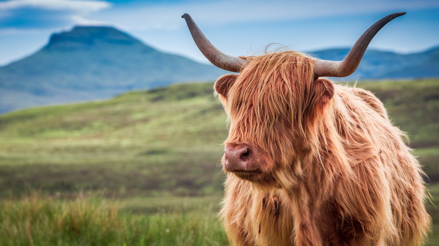 Cow in Isle of Skye, Scotland in June.