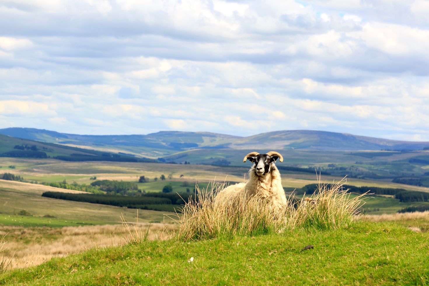 Scottish Blackface sheep standing at the top of hill, Scotland in October