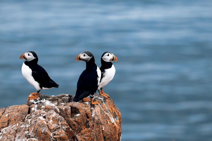 At Skaftafell National Park you can sight puffin birds