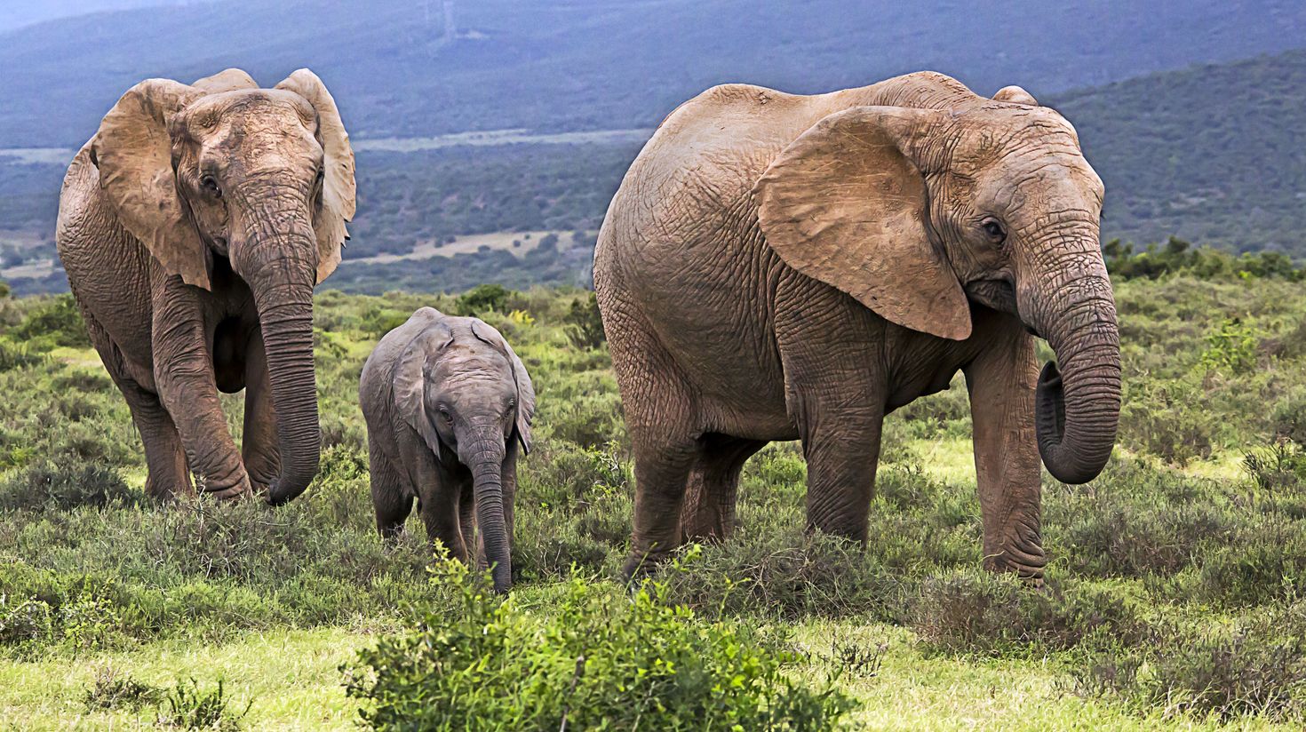 Addo Elephant National Park in South Africa