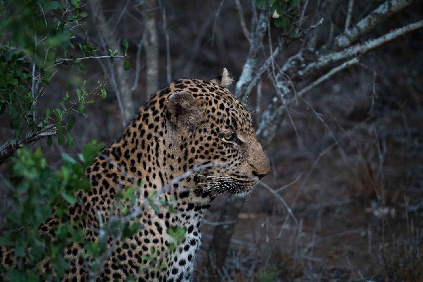 Kapama Game Reserve is a private game lodge in South Africa.