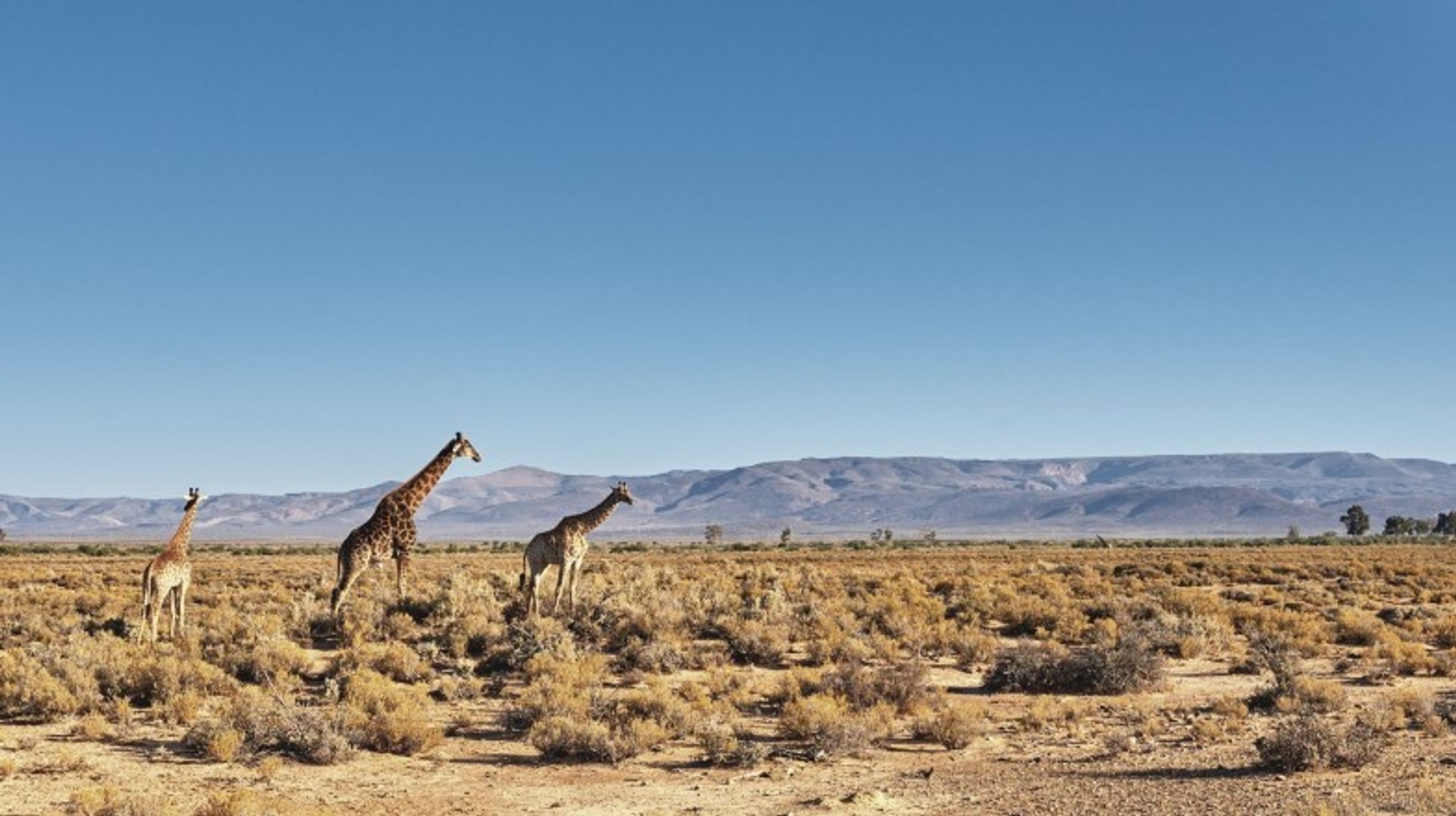 See giraffes in the wild while spending 9 days in South Africa.