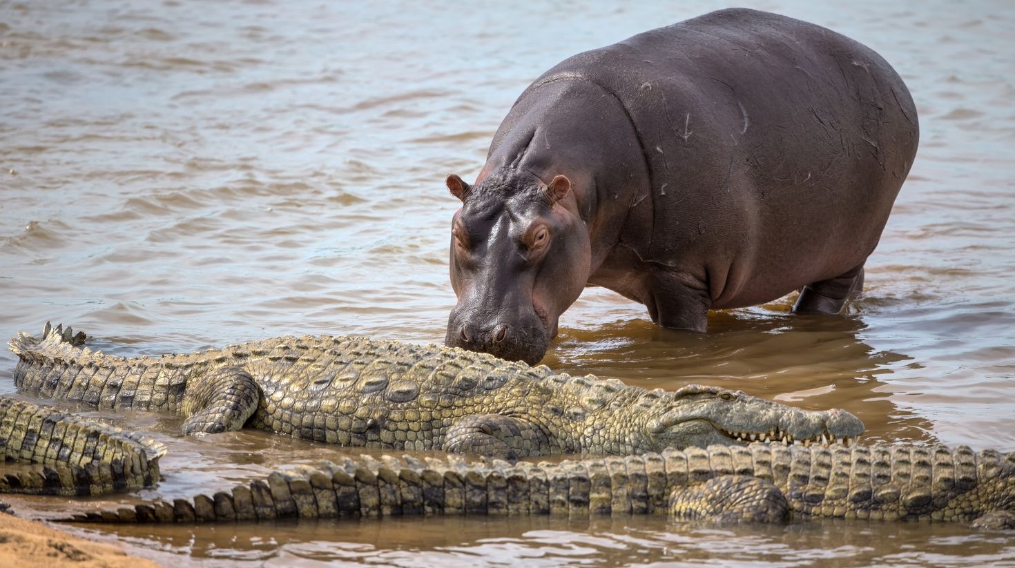 A Hippopotamus among a group of crocodiles in Kruger National Park.