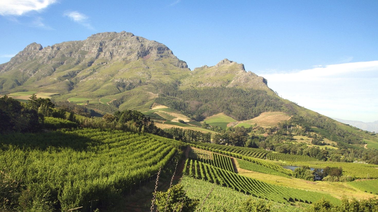 Panorama of a vineyard in the south of Franschhoek.