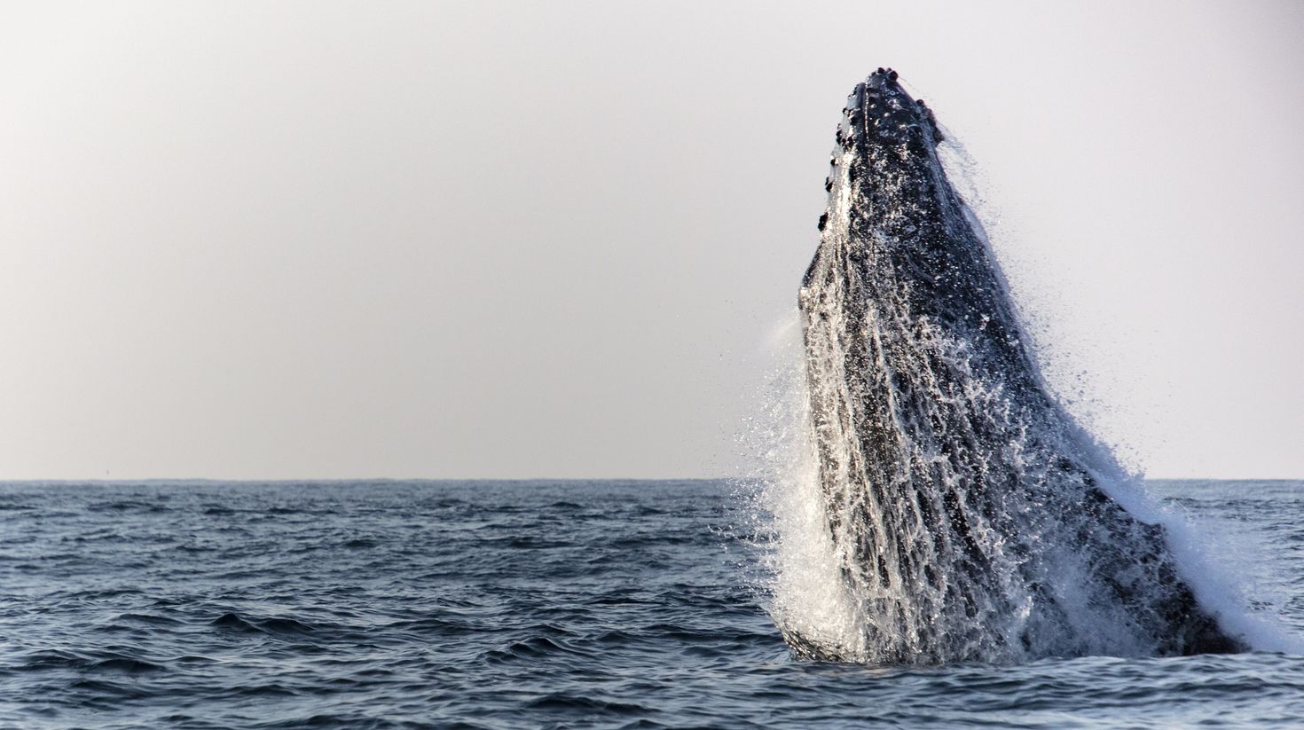 Hampback whale in South Africa.