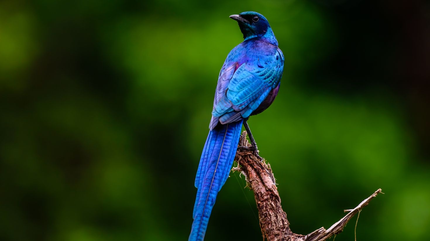 Burchell's starling bird in Kruger National Park in South Africa.