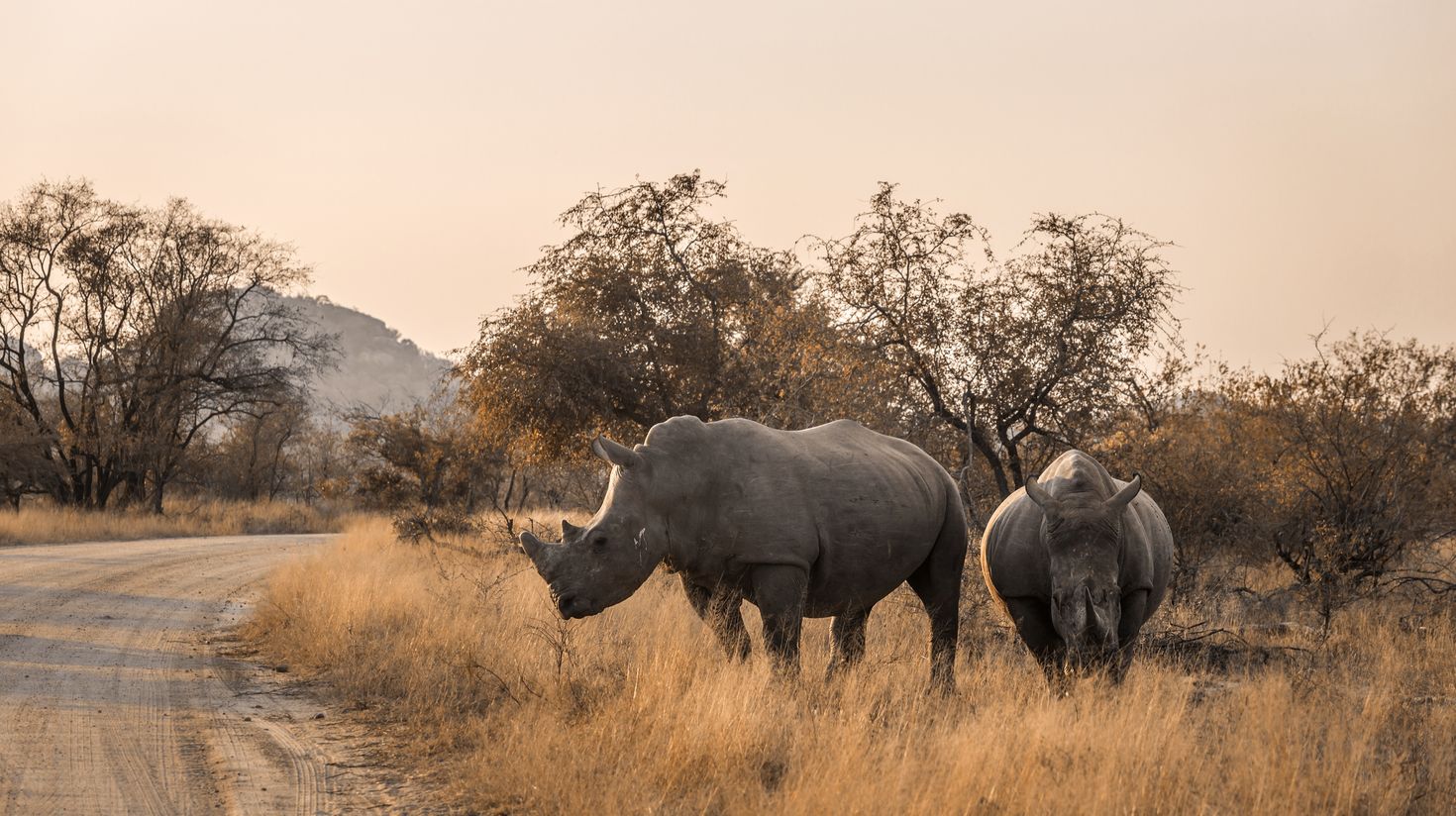 Two southern white rhinoceros crossing safari road in Kruger National Park.