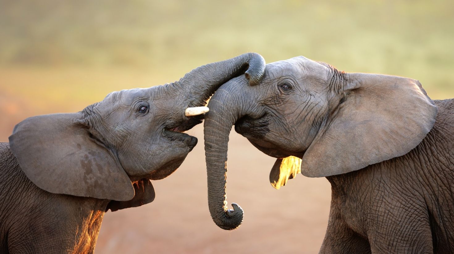 Elephants greeting each other in a national park in South Africa in July.