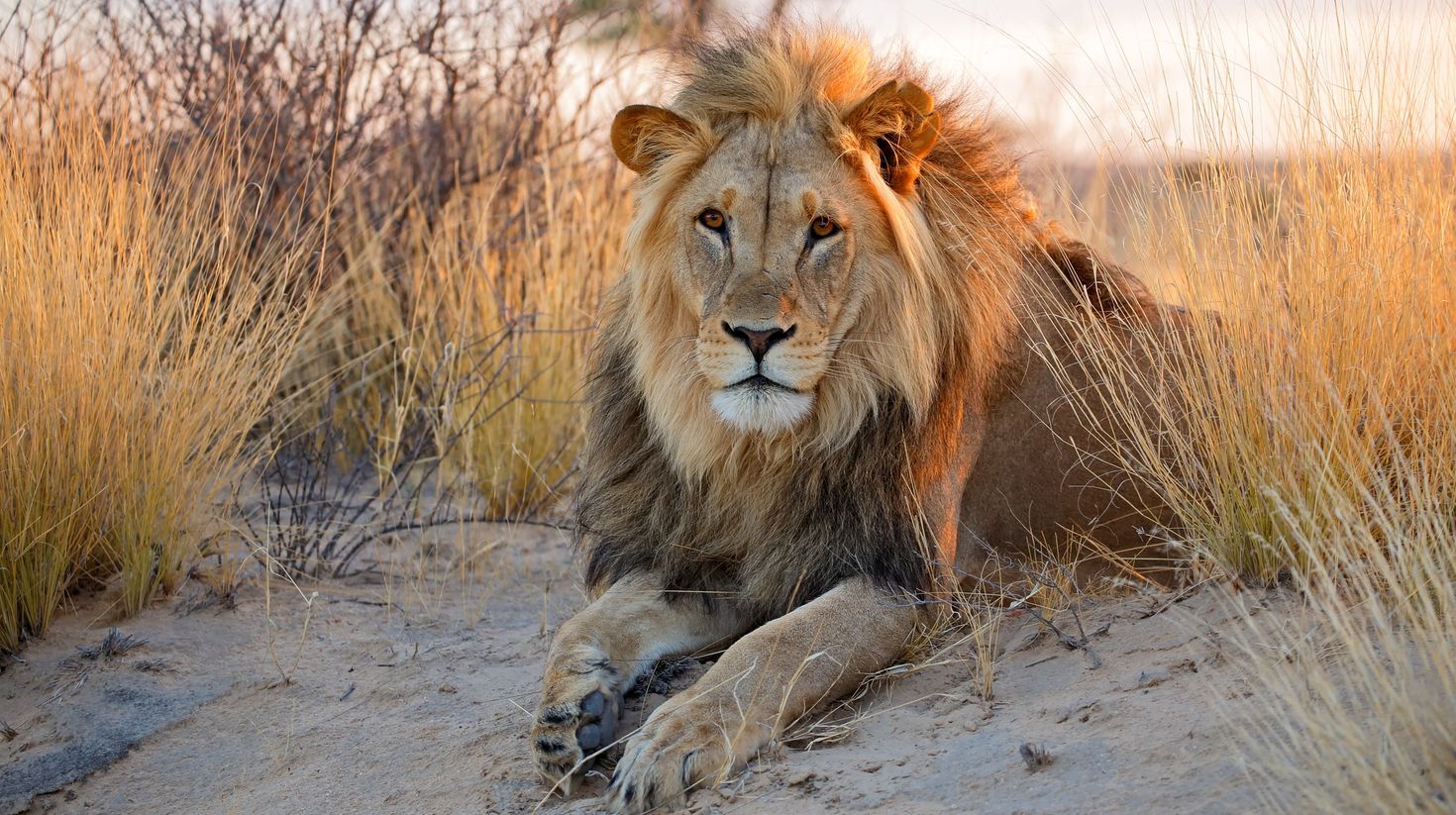 A big male African lion in the Kalahari desert in South Africa in July.