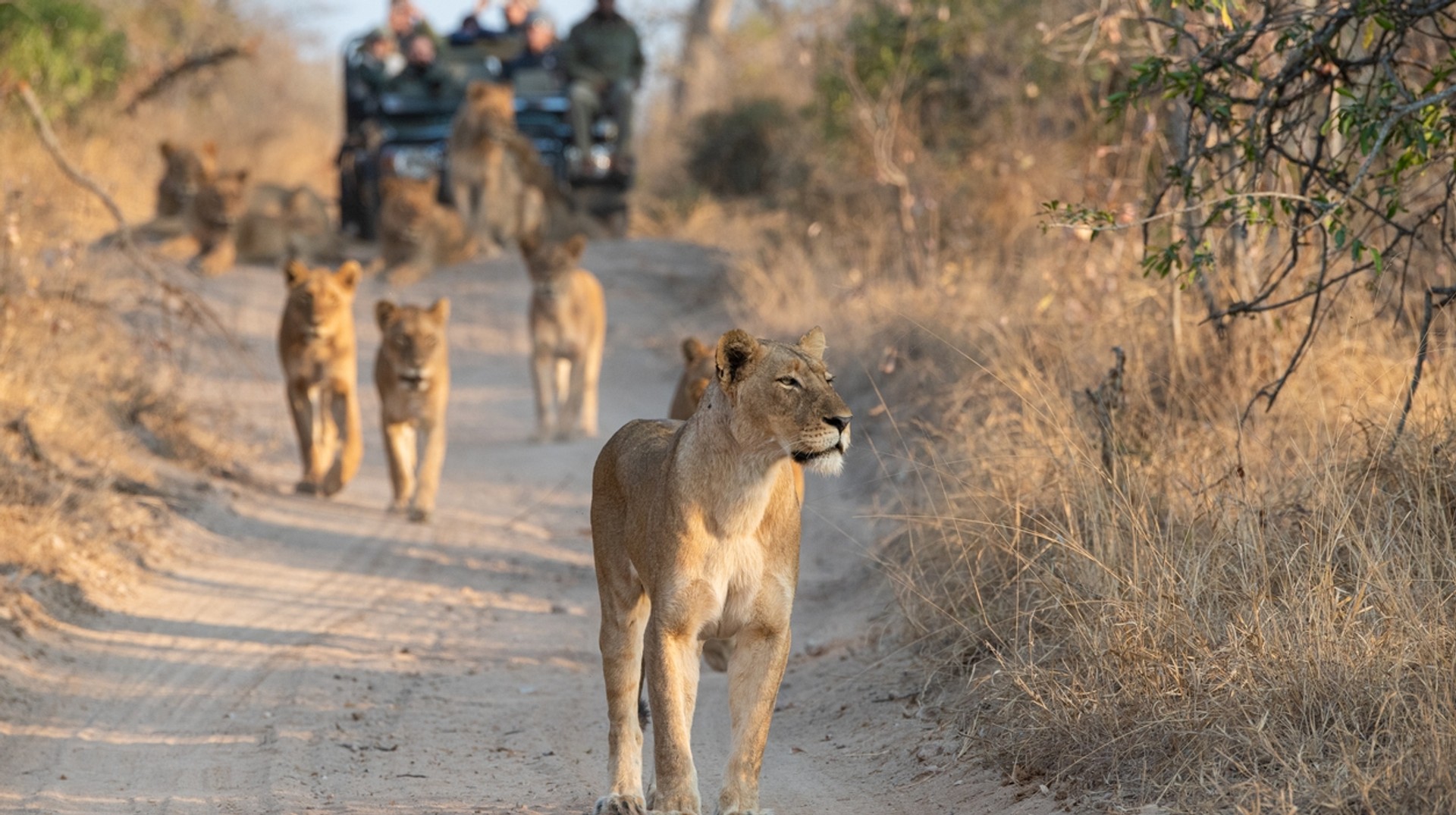 June is an ideal month to go on safaris and spot the wildlife in South Africa. Tourists on an open safari vehicle viewing lions in South Africa in June.
