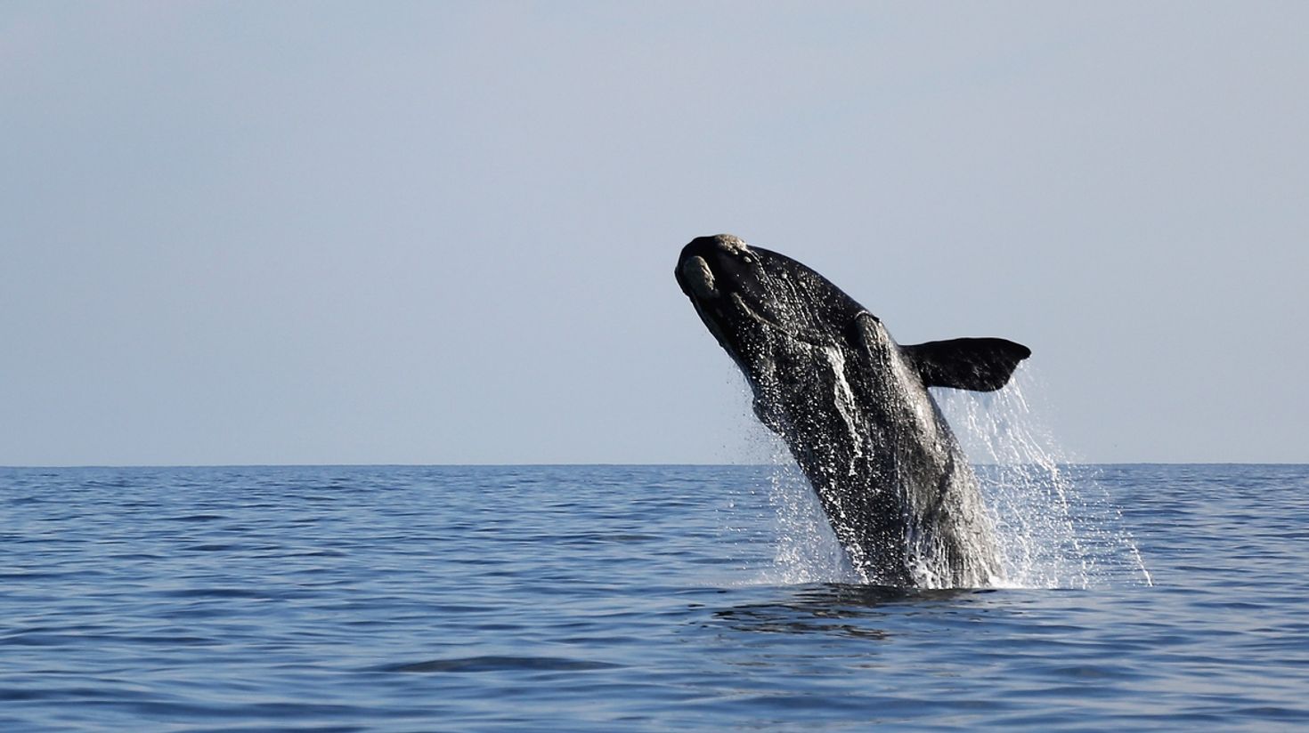 A whale breaching the water in Hermanus.