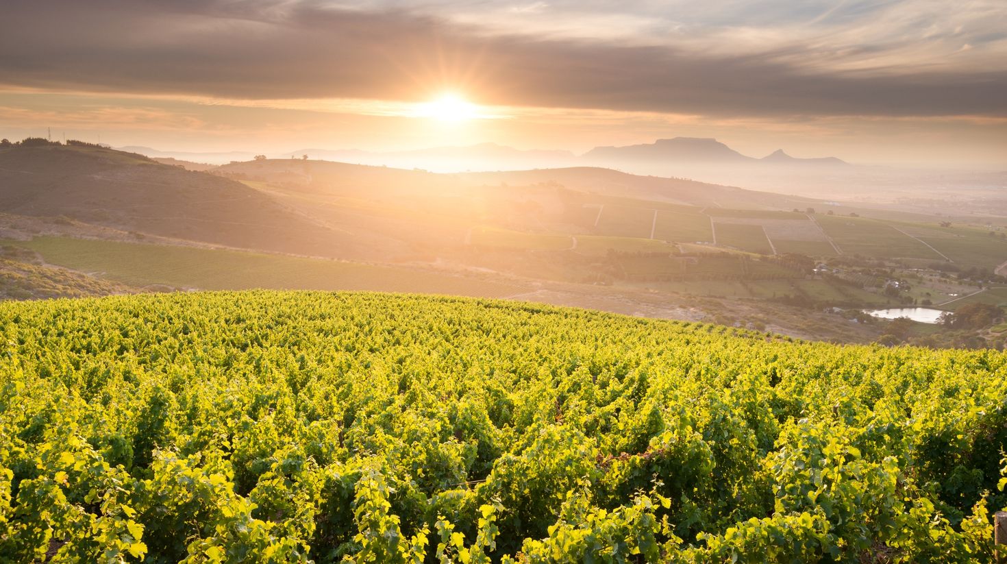 Stellenbosch vineyards at sunset on a hill with a view over Table Mountain.