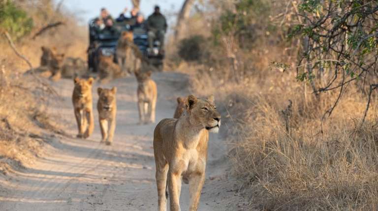Tourists on an open safari vehicle viewing lions in South Africa in June.