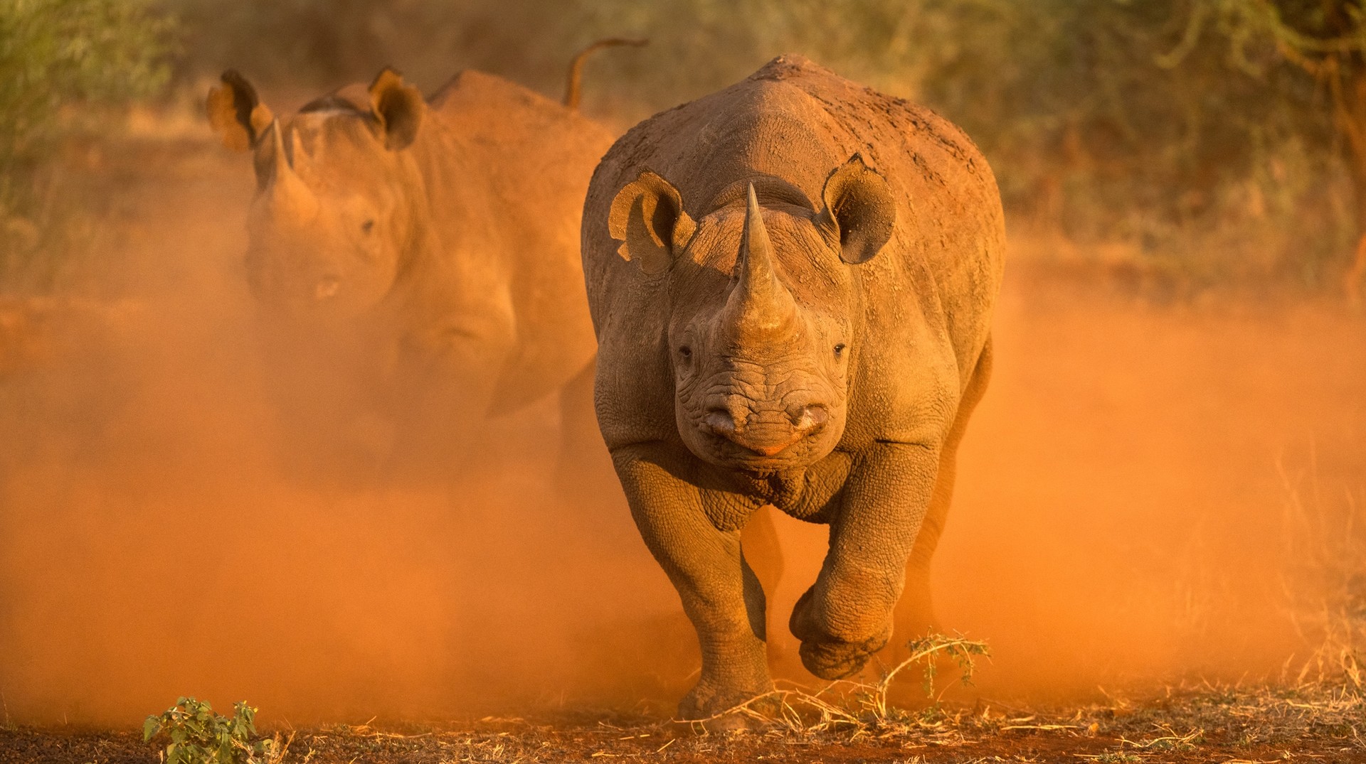 May brings perfect wildlife viewing conditions to South Africa. Two female black rhinos kicking up red dust in the Madikwe Game Reserve in South Africa in May.