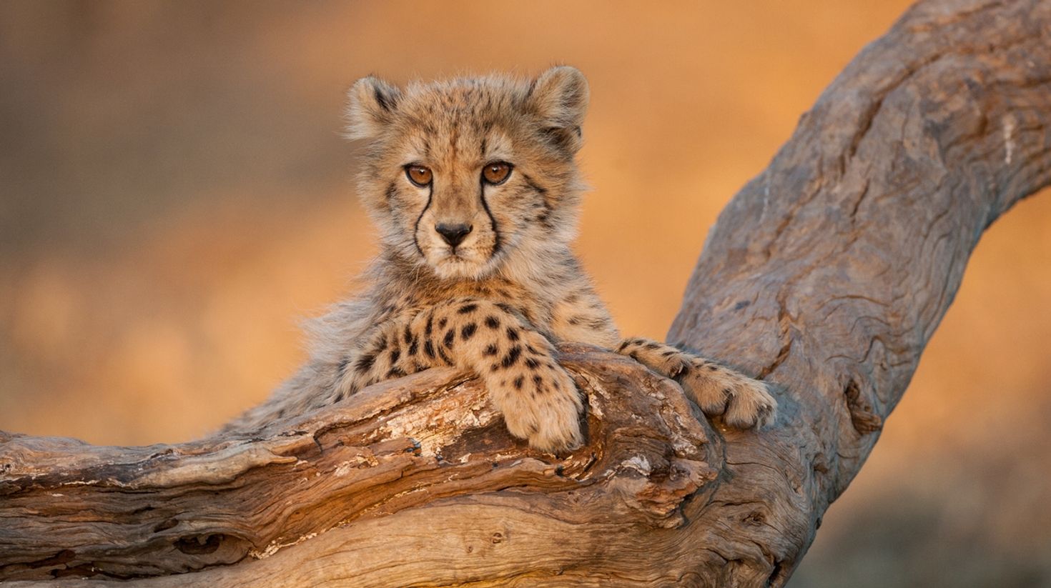A baby cheetah sitting on a log in Kruger National Park.