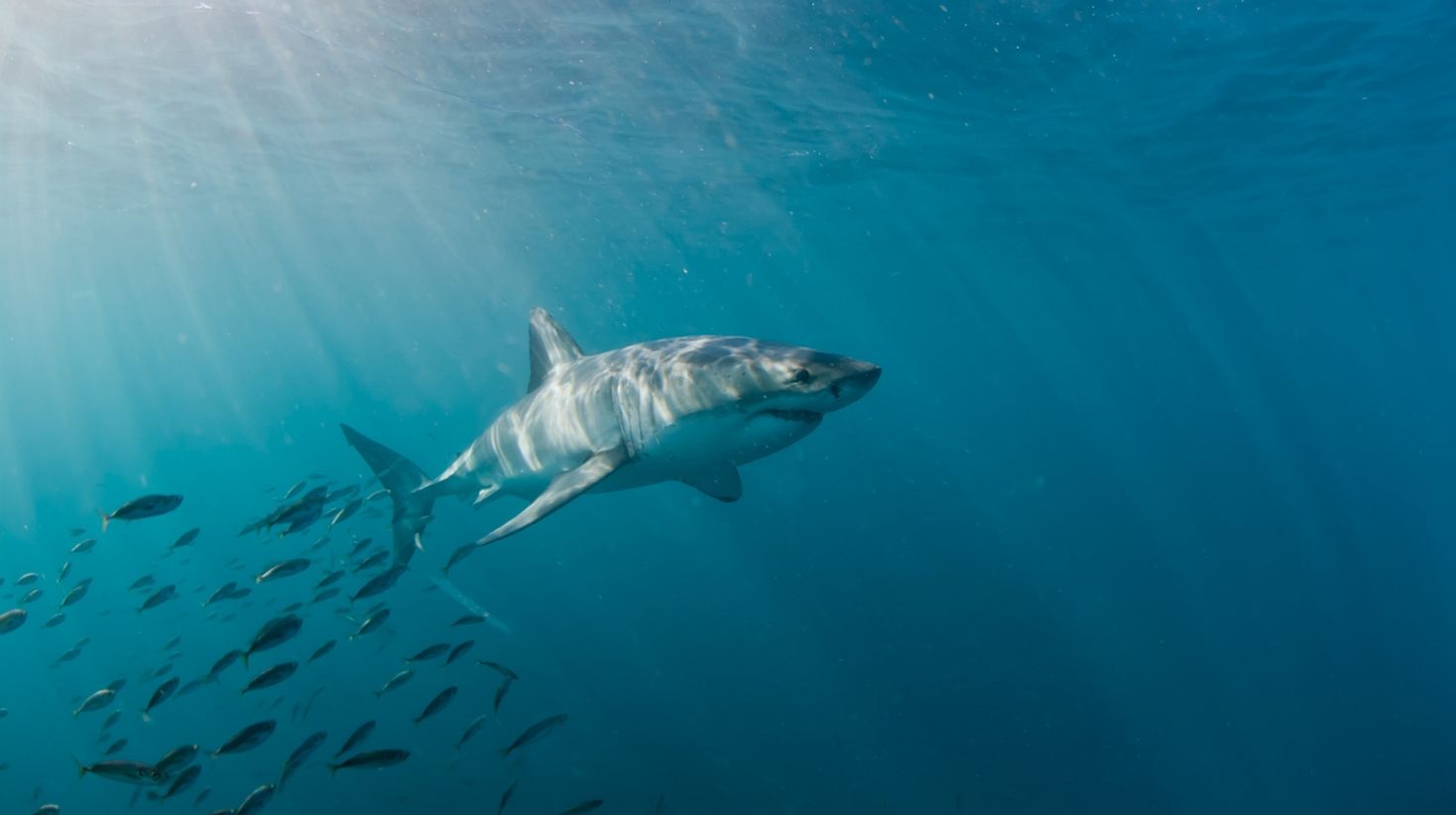 A great white shark in Gansbaai in the Western Cape.
