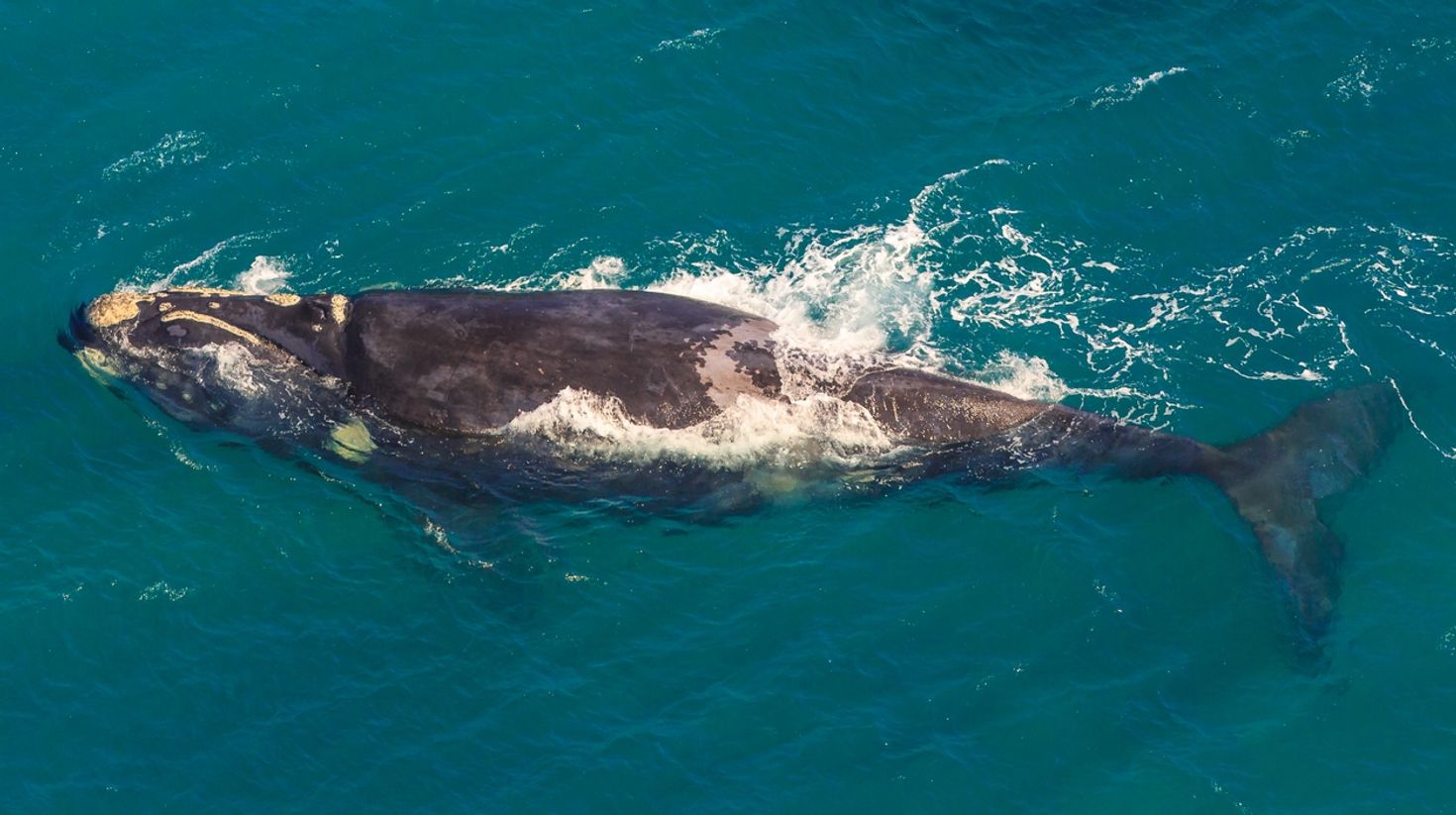 An adult whale off the water in St Lucia, South Africa.