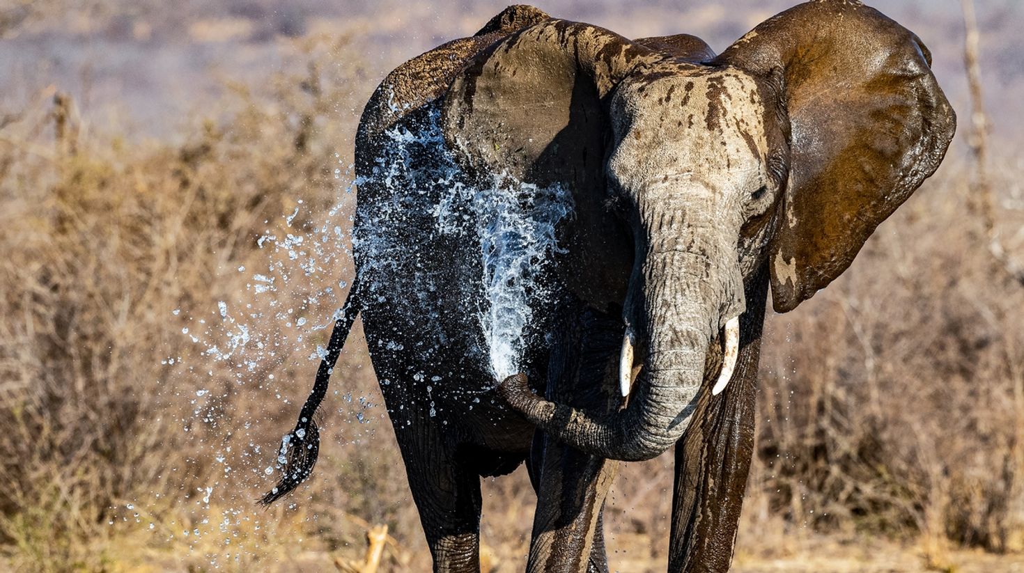Male Elephant cools himself off in the Madikwe Game Reserve.