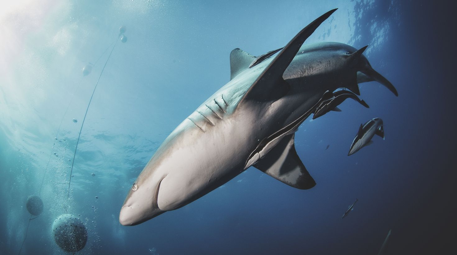 Sharks in underwater world in South Africa.