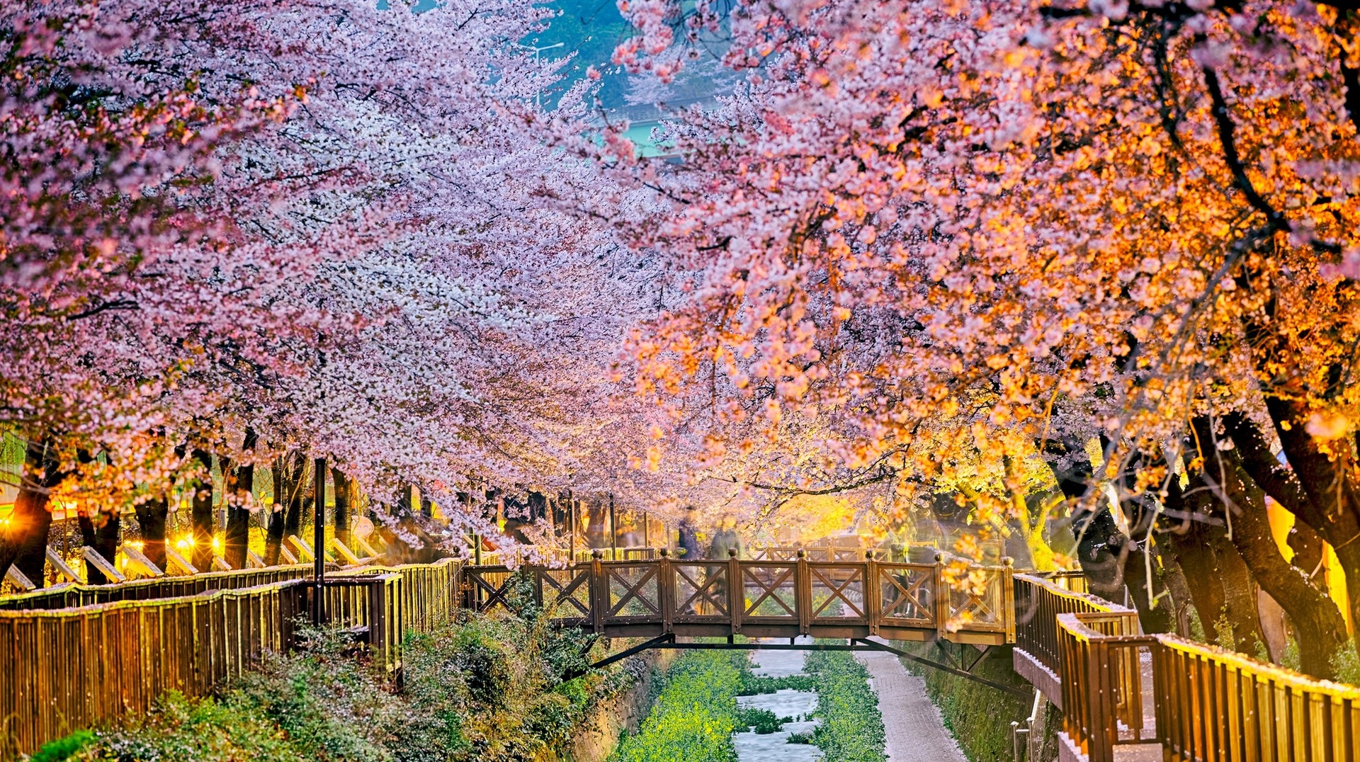 Beautiful sakura flowers during nighttime in South Korea in April.