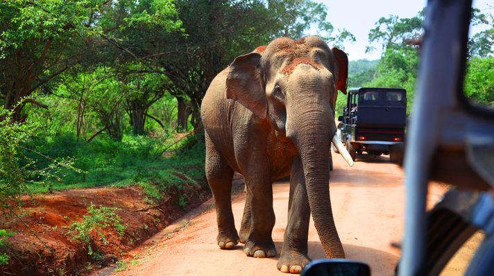 Elephant at a national park in Sri Lanka