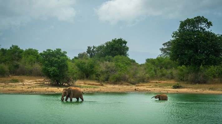 Udawalawe National Park  is known for its safaris and tourism.