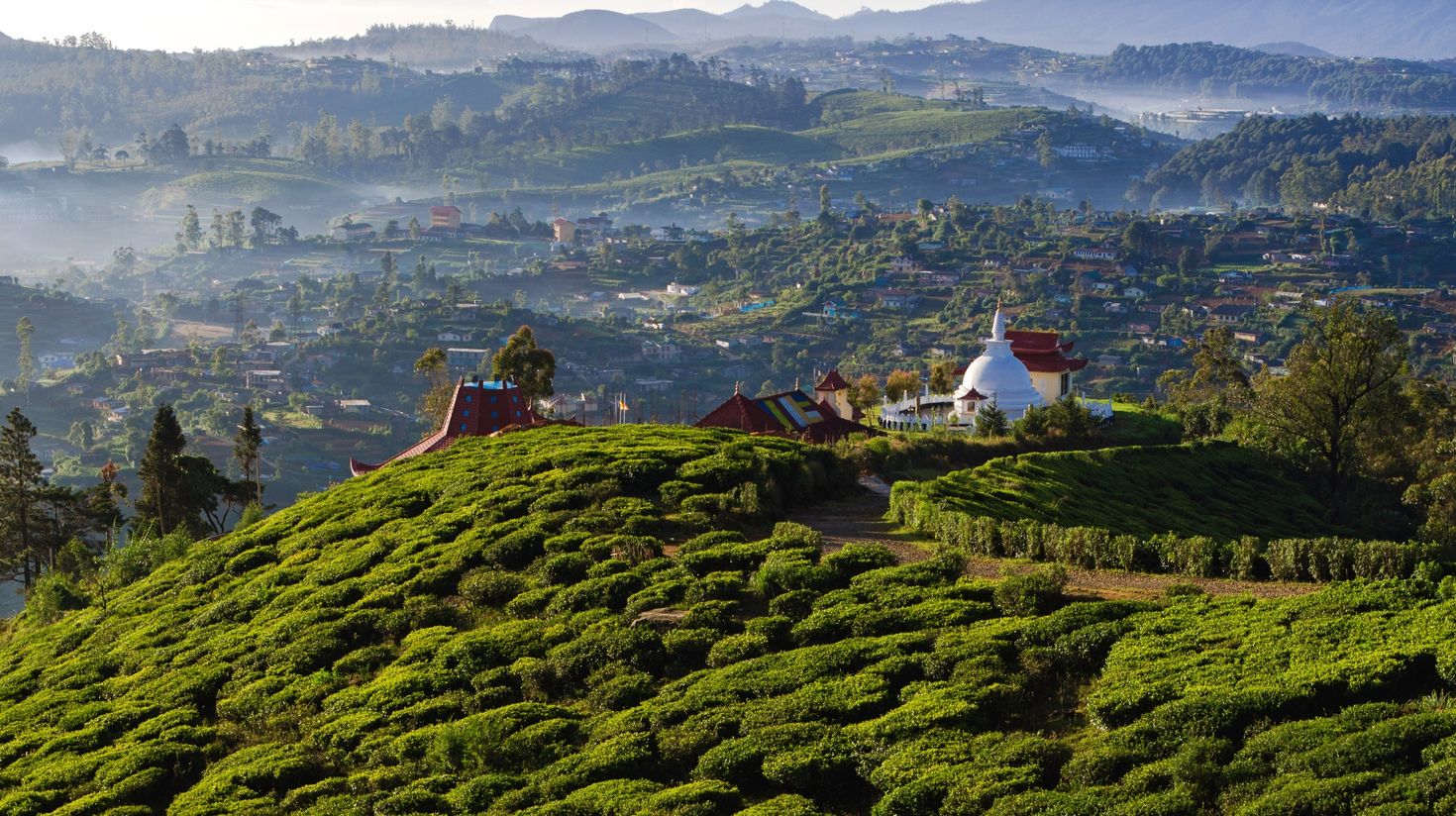 Nuwara Eliya is known for its tea plantation.