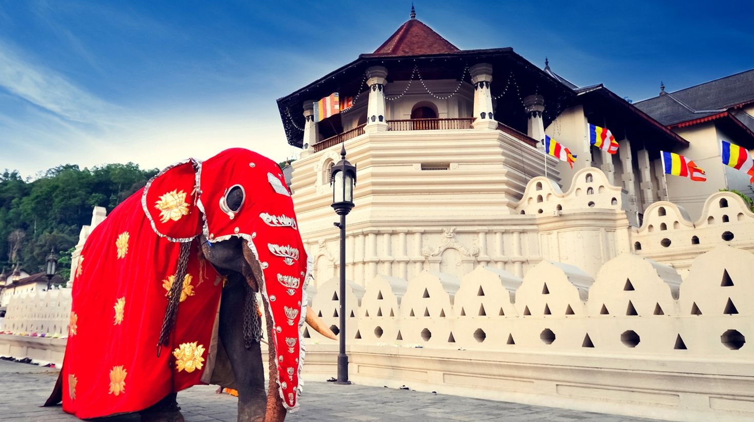 Elephant outside the Tooth Temple, Kandy
