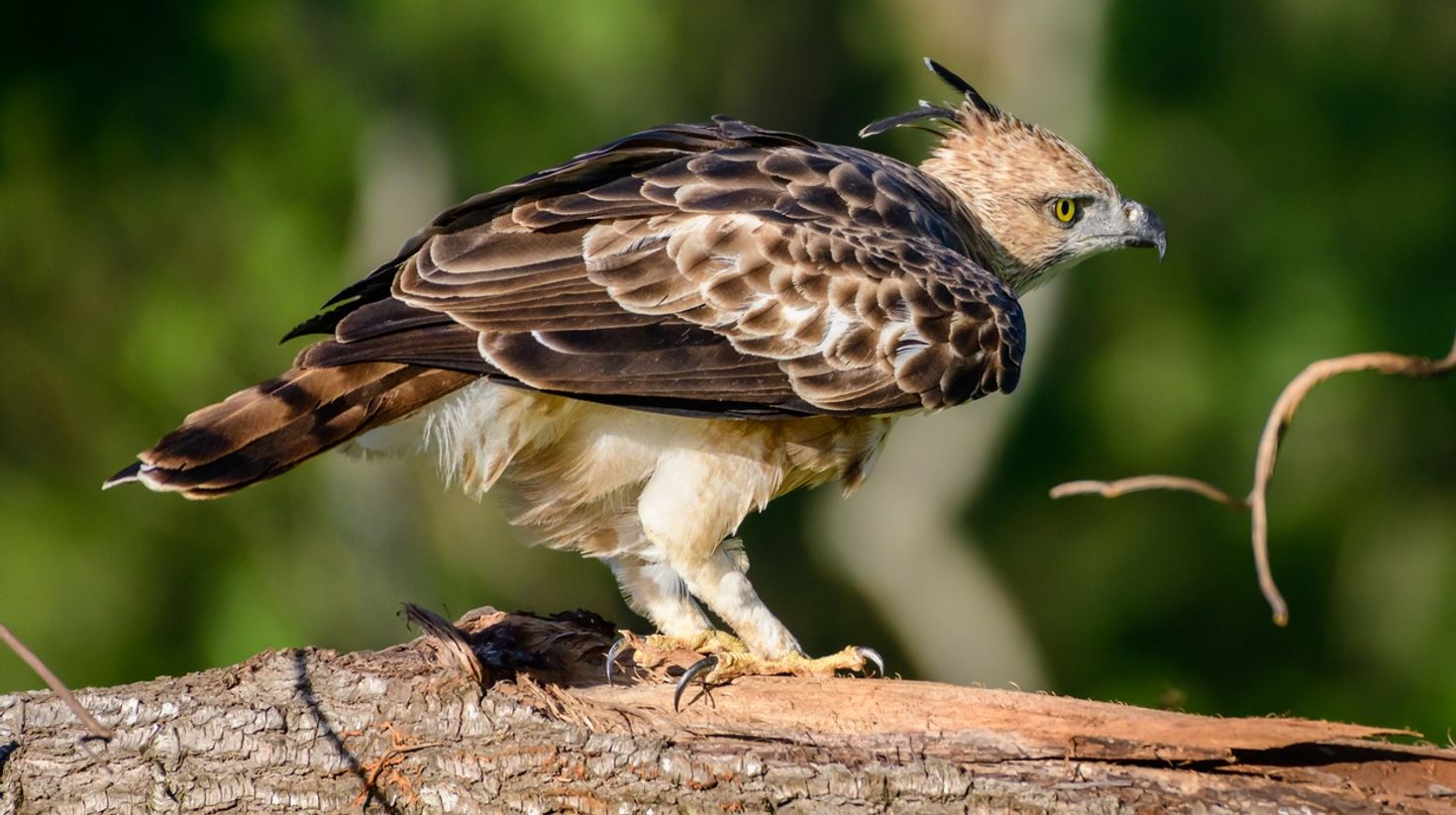 Crested hawk eagle in Sri Lanka in December