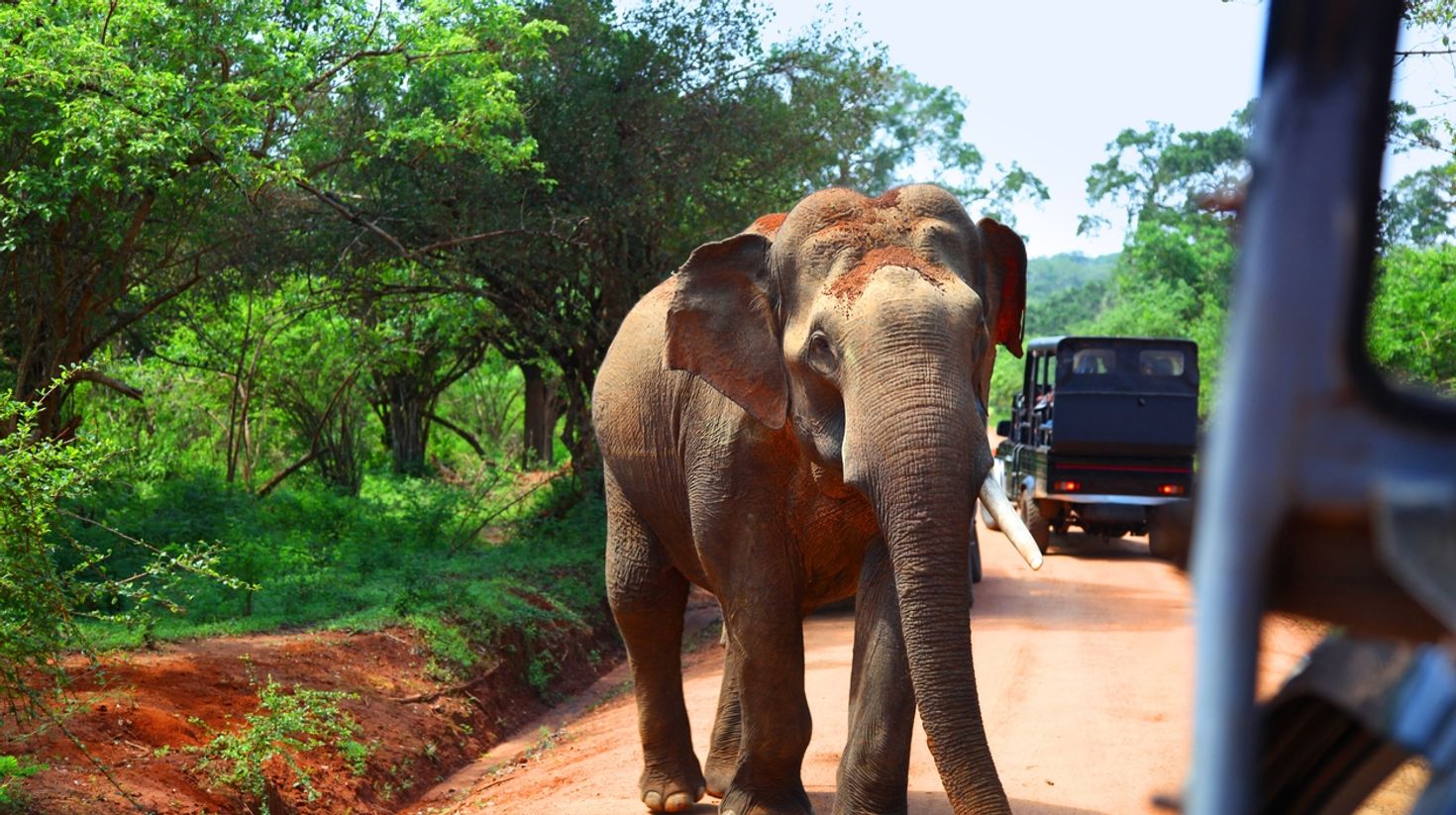 Elephant encounter on road in front of safari vehicles in Sri Lanka