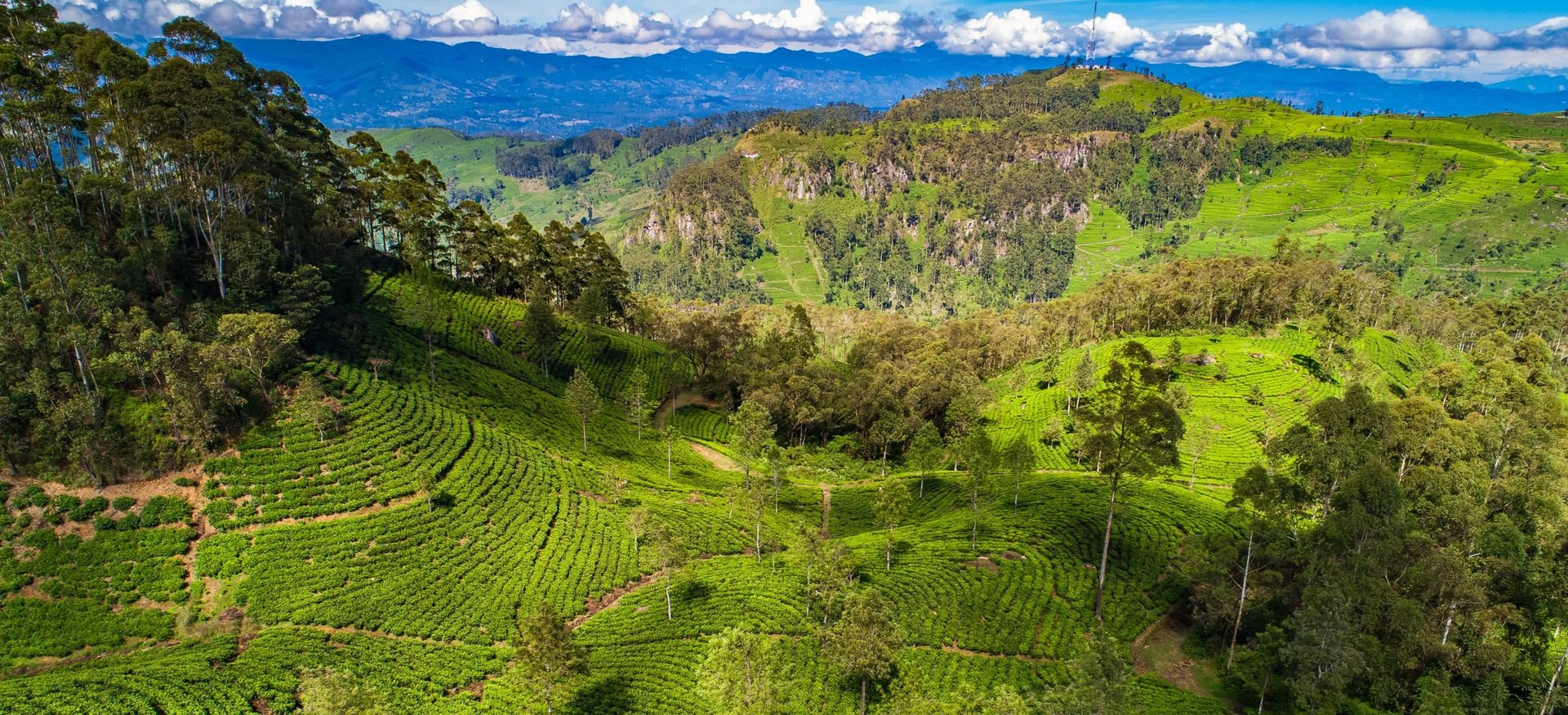 Aerial. Famous green tea plantation landscape view from Lipton's Seat, Haputale, Sri Lanka