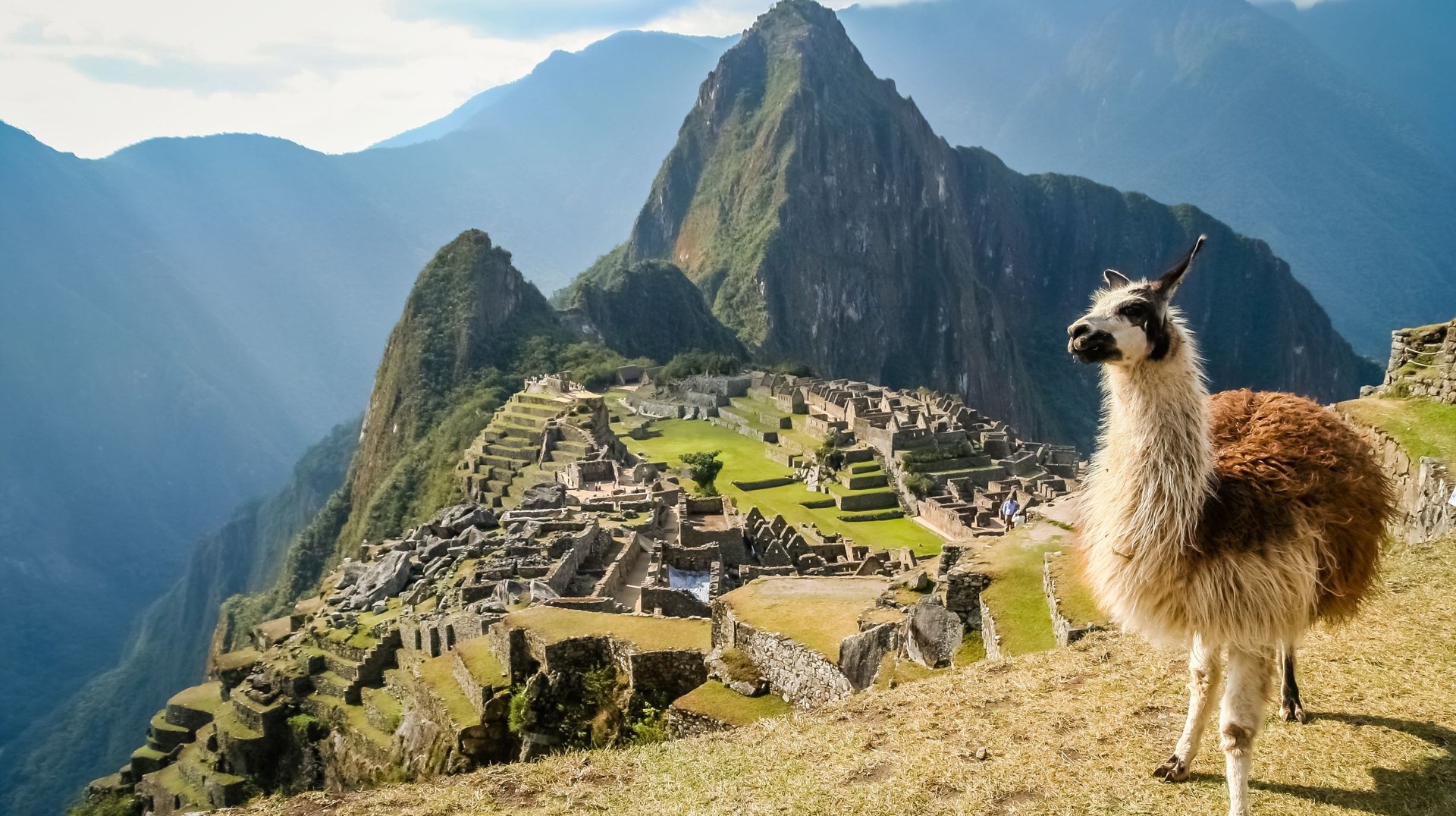 Catch the sight of friendly llamas roaming the ancient Incan ruins of Machu Picchu during summer in Peru. Llama spotted in Machu Picchu during summer in Peru.