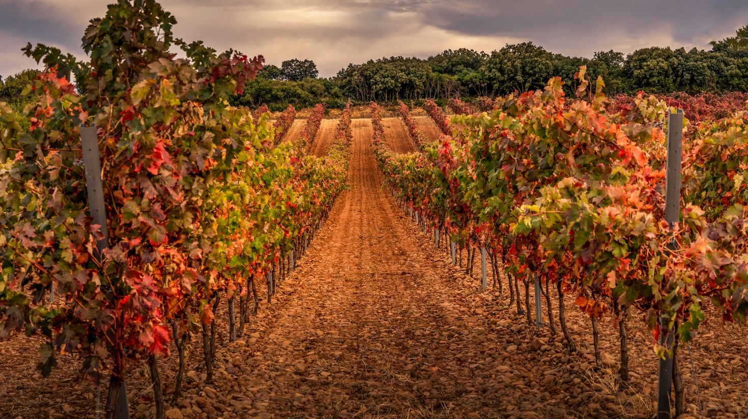 vineyards of La Rioja in autumn, red, orange, green, brown