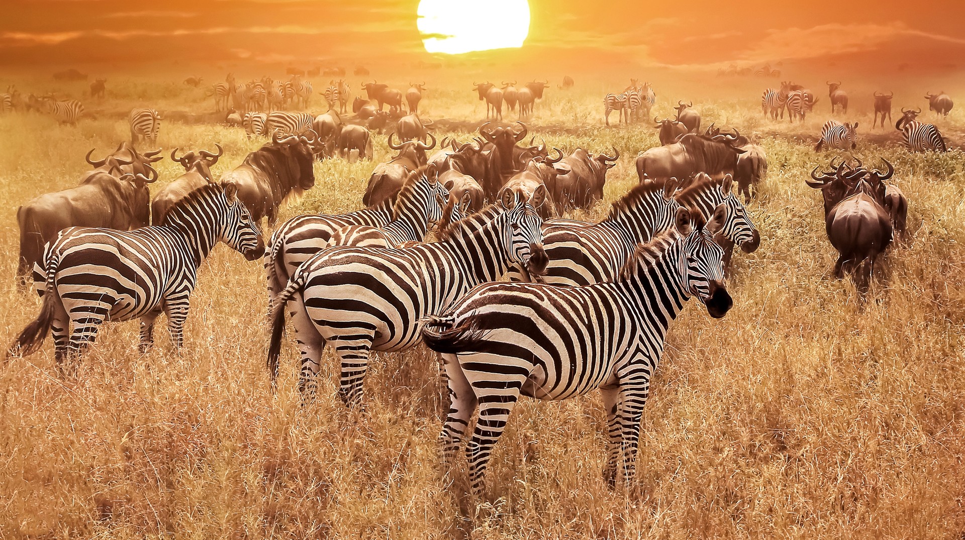 Wildebeests and zebras spotted durng sunset on a summer in Tanzania.