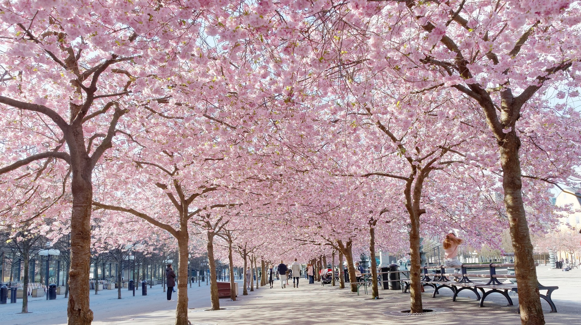 Cherry blossom tress at Kungstradgarden, Sweden, in April.