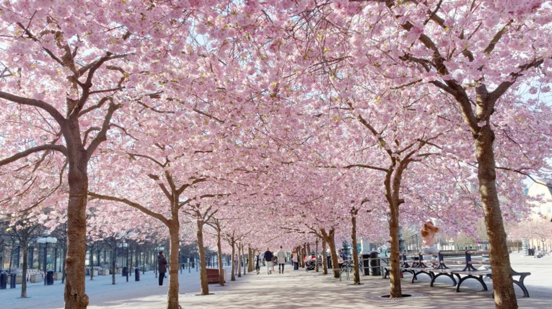 Sweden in April: Weather, Tips, and More