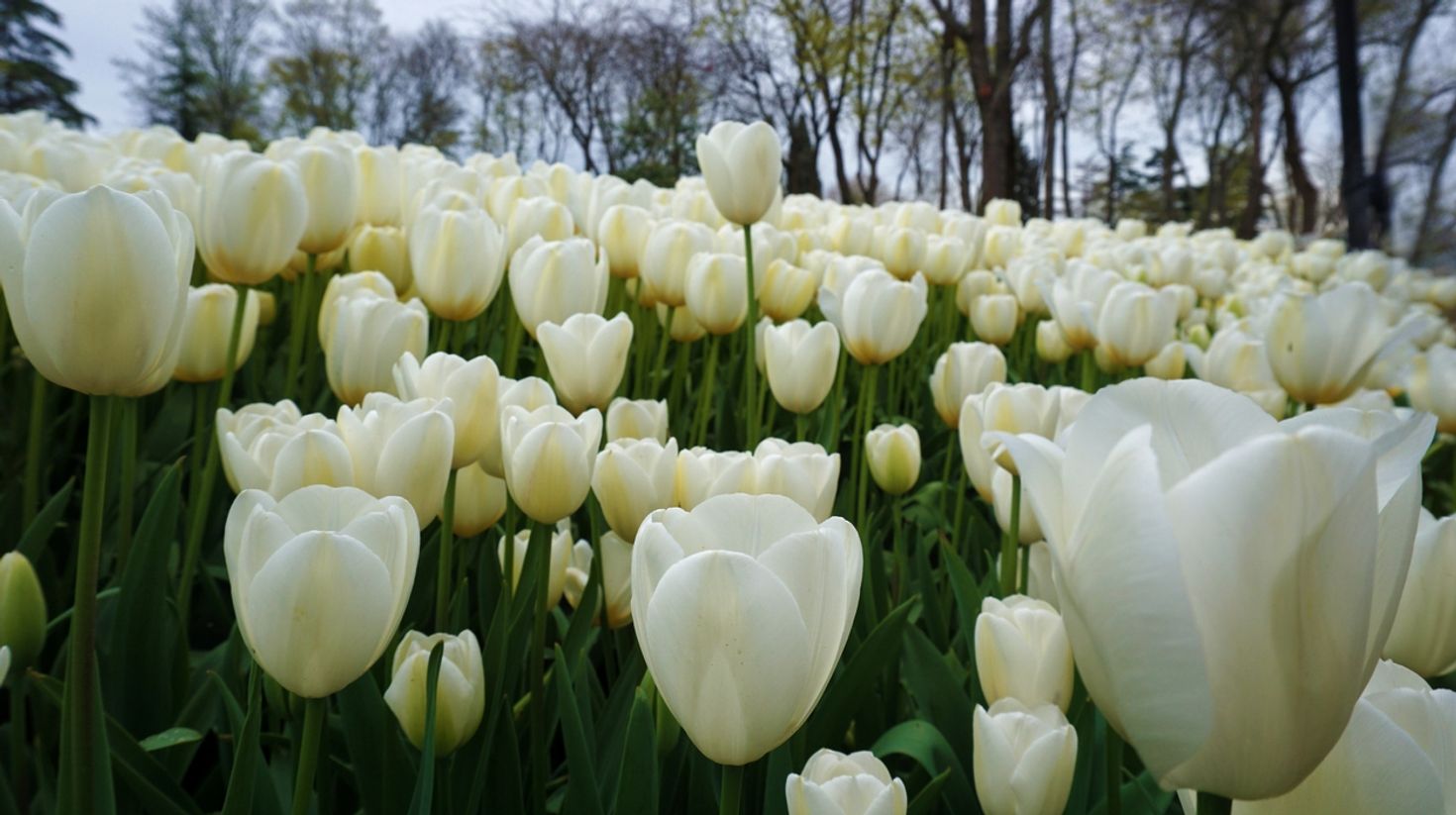 Beautiful white Tulips during amazing weather in Switzerland.