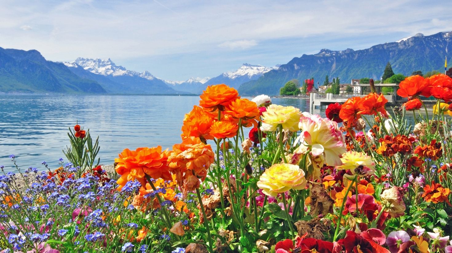 Colorful flowers blossoming on the lake Geneva.