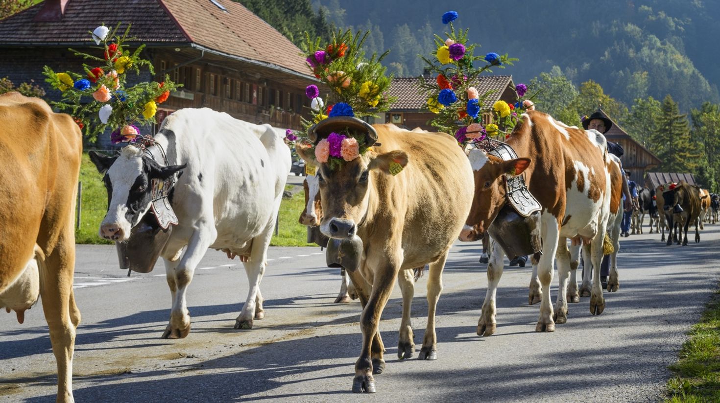 Watch cows adorned in colorful flowers in Switzerland in November.